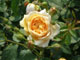 175